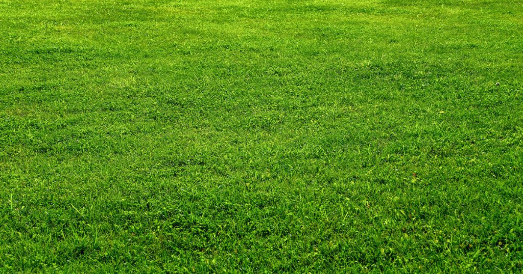 Vibrant, well-maintained grassy field, showcasing lush lawn care and turf maintenance