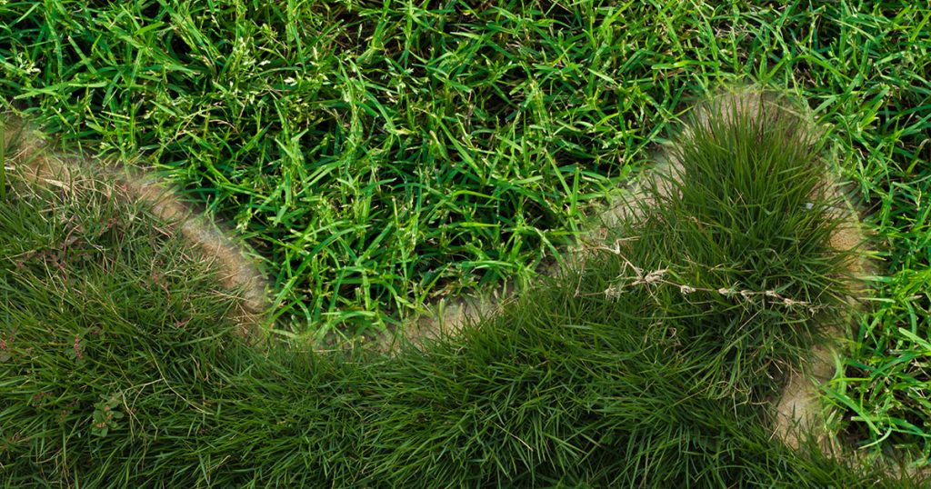 side to side comparison between Zoysia vs Bermuda grass