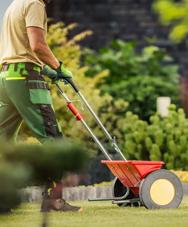 Close-up of a Cherry Creek landscape technician pushing a red broadcast spreader across a healthy lawn, applying fertilizer or seed to the grass.