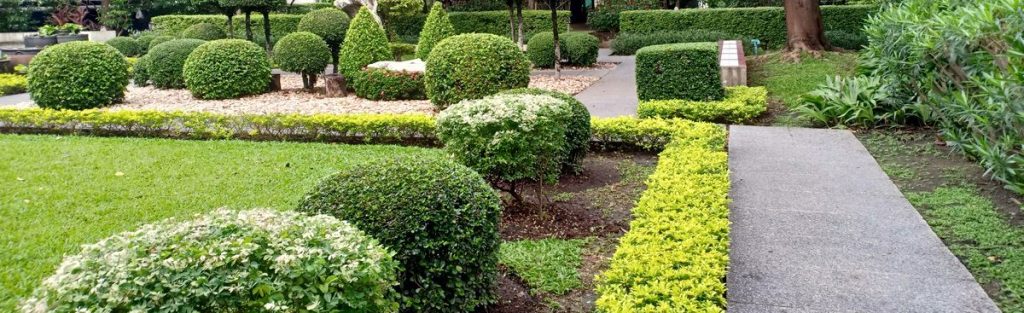 A formal garden featuring low, neatly trimmed boxwood hedges used as 'living edging' along a pathway and around topiary shrubs in a manicured lawn.