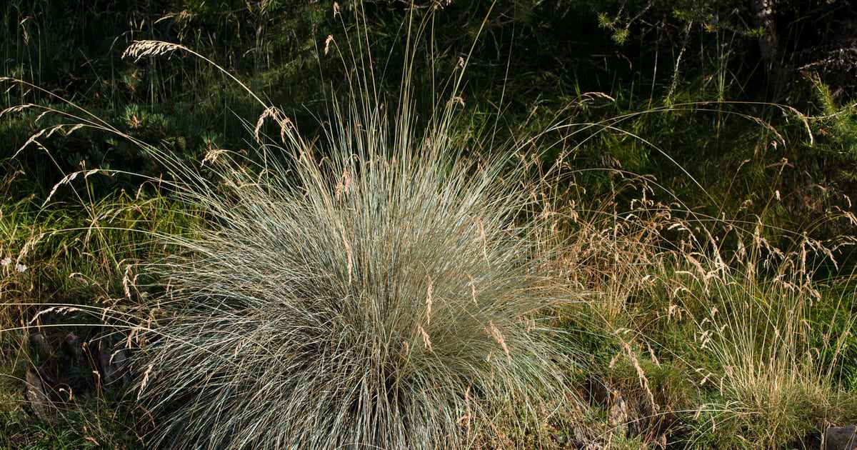 A full specimen of blue oat grass displaying long, arching stems with golden seed heads against a dark natural background.