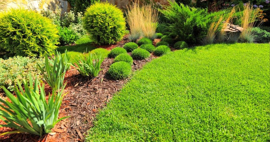 Professional residential landscaping featuring a bright green lawn, decorative wood chip mulch, ornamental grasses, and spherical evergreen shrubs in a sunny backyard.
