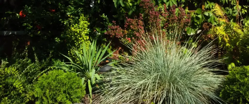 A large, spiky mound of blue oat grass growing in a mixed garden bed surrounded by green shrubs and plants with reddish foliage.