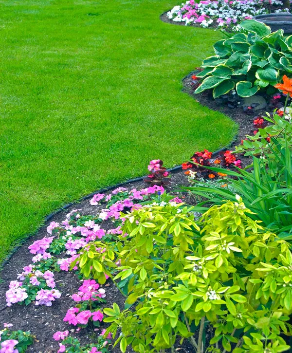 A vibrant and professionally maintained garden featuring curved flower beds with pink flowers, lush green hostas, and a perfectly manicured lawn, showcasing the work of a landscape designer in Greenwood Village, CO.
