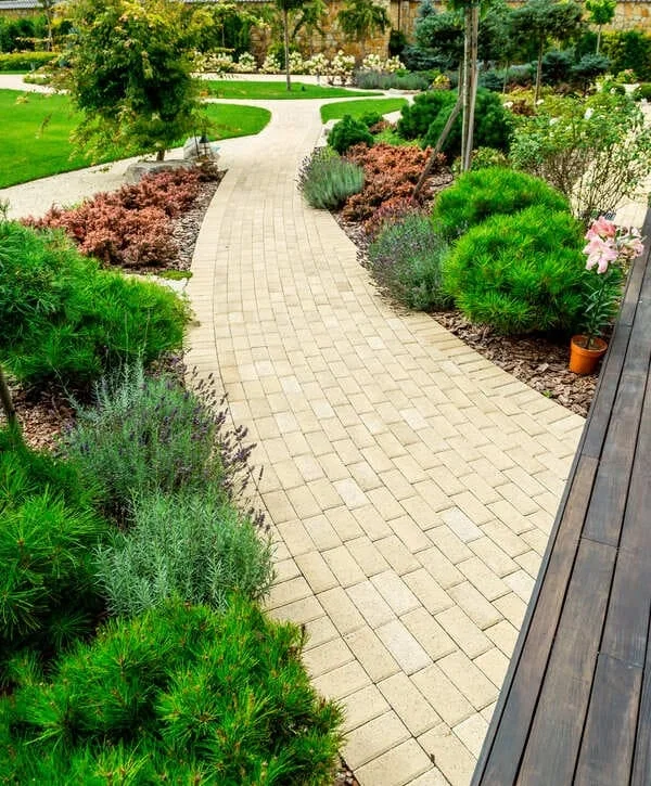 A professionally executed landscape design featuring a winding light-tan brick walkway bordered by vibrant green pines, lavender bushes, and reddish groundcover leading through a manicured garden.