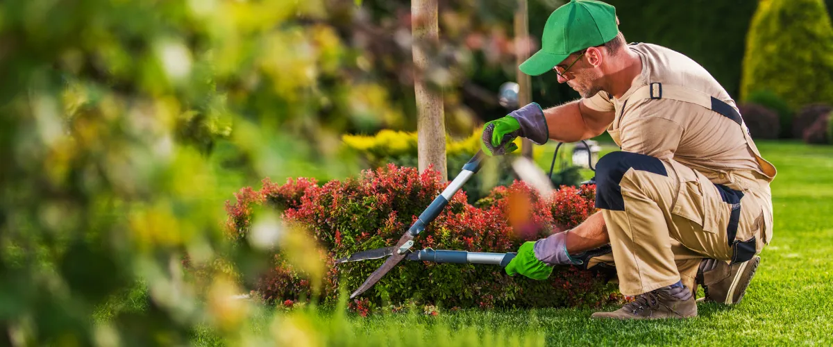 A professional male gardener in a tan uniform and green cap carefully pruning a red barberry shrub using long-handled manual hedge shears in a lush, sunny backyard garden.