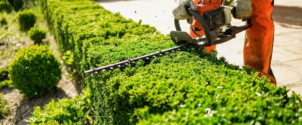 A person wearing protective orange trousers and gloves using a motorized hedge trimmer to precisely level and prune a long, vibrant green garden hedge during a sunny day.