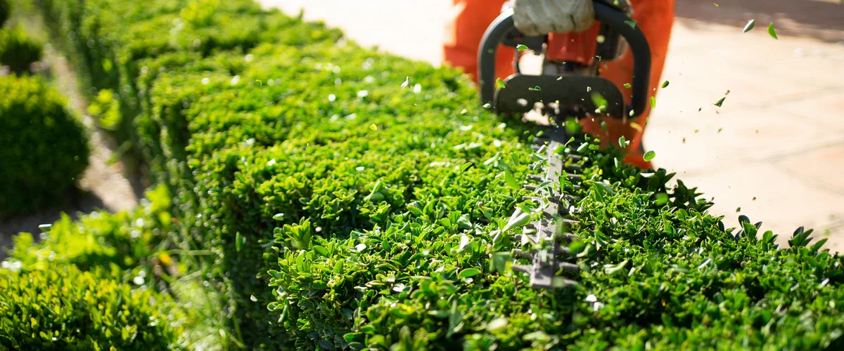 A close-up shot of a professional gardener performing landscape maintenance by using a power trimmer to shape a lush green boxwood hedge on a sunny day.
