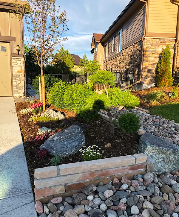 A neatly manicured residential front yard featuring professional landscape maintenance in Aurora, CO, showcasing a decorative garden bed with dark mulch, large boulders, manicured shrubs, and a small stone retaining wall bordered by smooth river rocks.