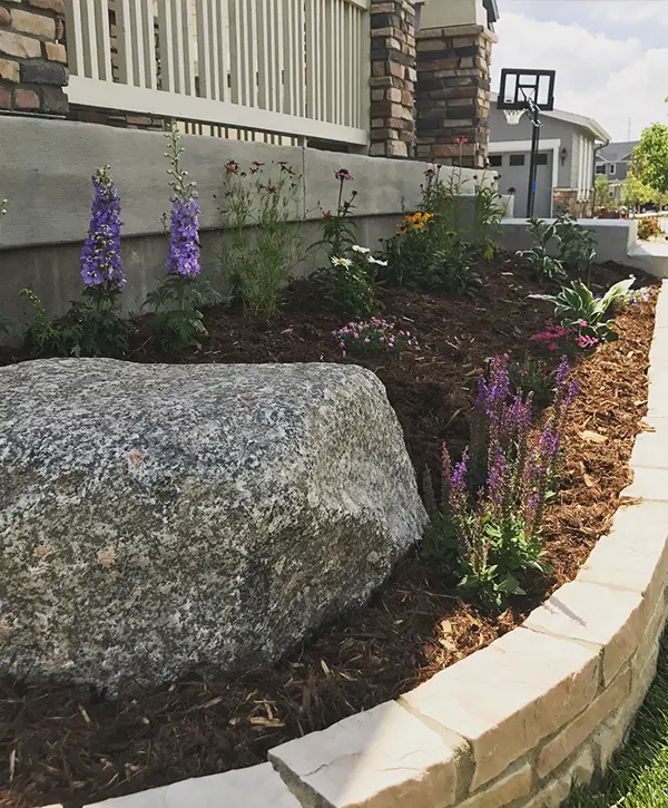 A professionally maintained residential flower bed featuring purple salvia, delphiniums, and fresh dark mulch bordered by a natural stone retaining wall and a large granite decorative boulder.