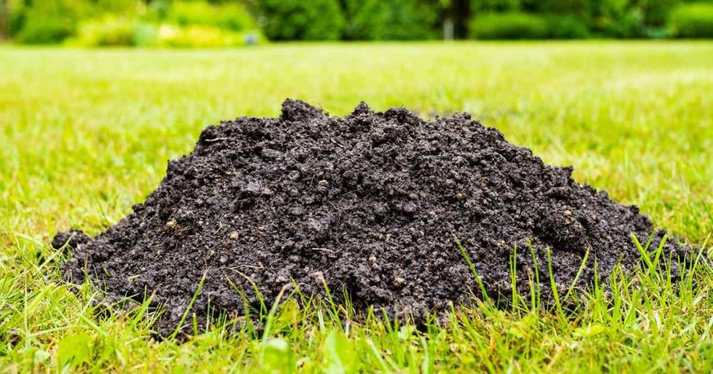 A close-up view of a large fresh dirt mound caused by a mole on a well-manicured green lawn, highlighting the need to prevent moles in garden areas.