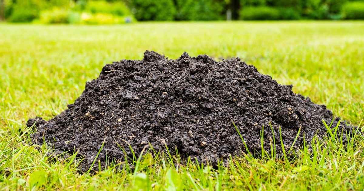 A close-up view of a large fresh dirt mound caused by a mole on a well-manicured green lawn, highlighting the need to prevent moles in garden areas.
