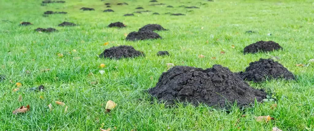 A wide shot of a green grassy field scattered with numerous dark soil molehills, showing the extent of damage caused by moles.