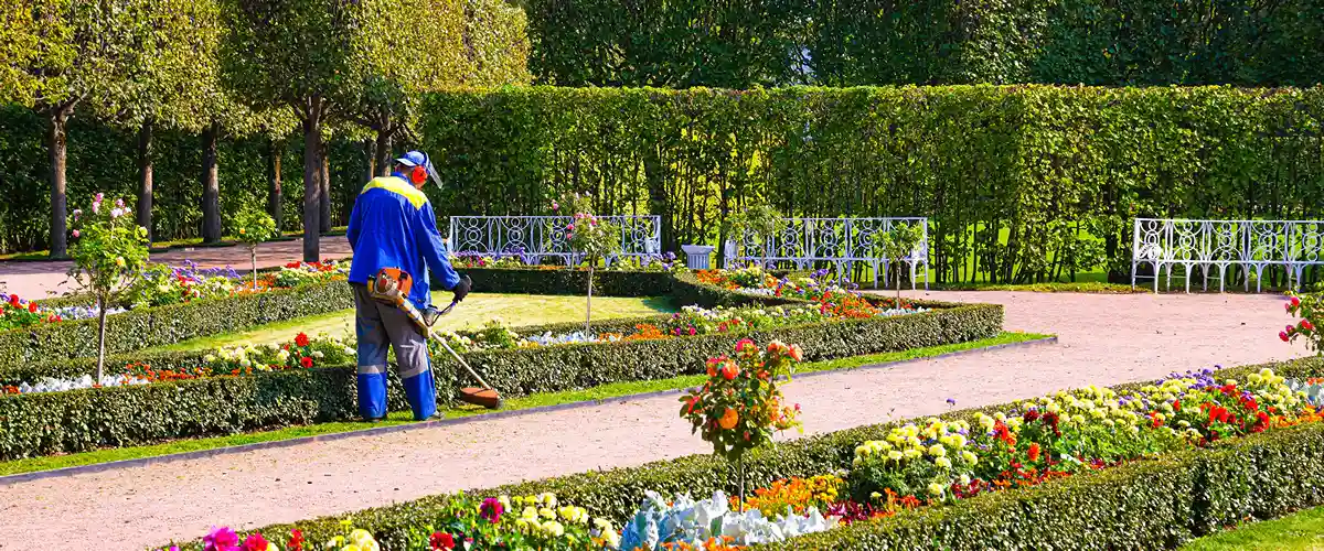 A landscape professional in a blue uniform using a string trimmer to edge a formal garden with flower beds and manicured hedges for landscape maintenance.