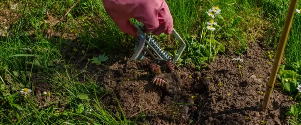 A person wearing a pink glove carefully setting a metal spring-loaded trap into a dirt tunnel to humanely capture garden moles.