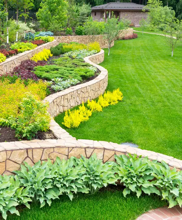 Professional landscape designer Stonegate, CO project featuring curved tiered stone retaining walls, lush hostas, and vibrant yellow shrubs.