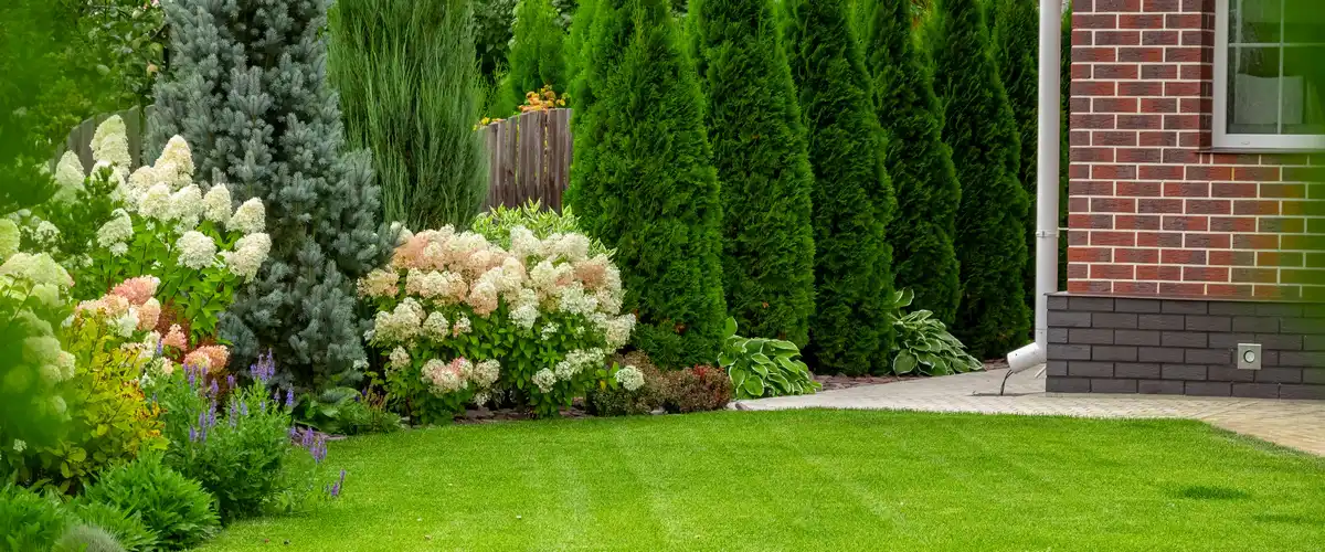 A lush residential landscape showing blooming white hydrangeas and a tall evergreen arborvitae privacy hedge along a brick house.